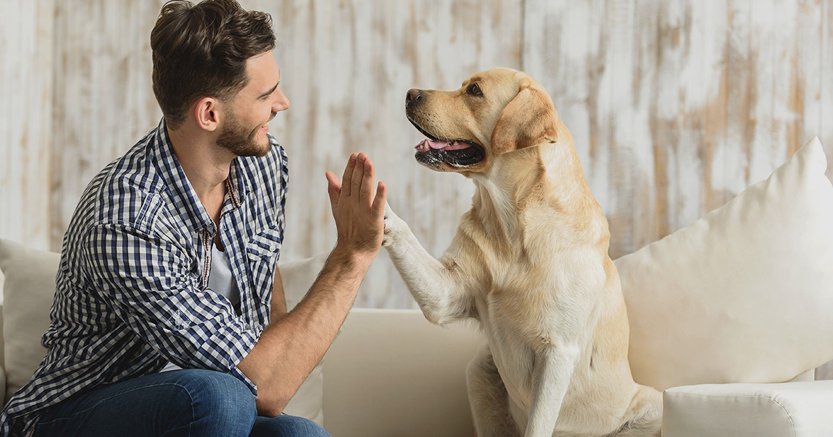 A man in a checked shirt high-fiving his labrador on a sofa